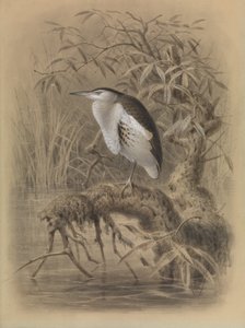 Zwergdommel, Ixobrychus minutus von John Gerrard Keulemans